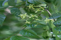 Chukrasia tabularis